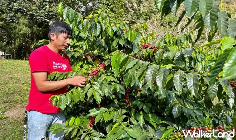 阿里山英迪格酒店．潮遊山林自駕2天 $7,990起