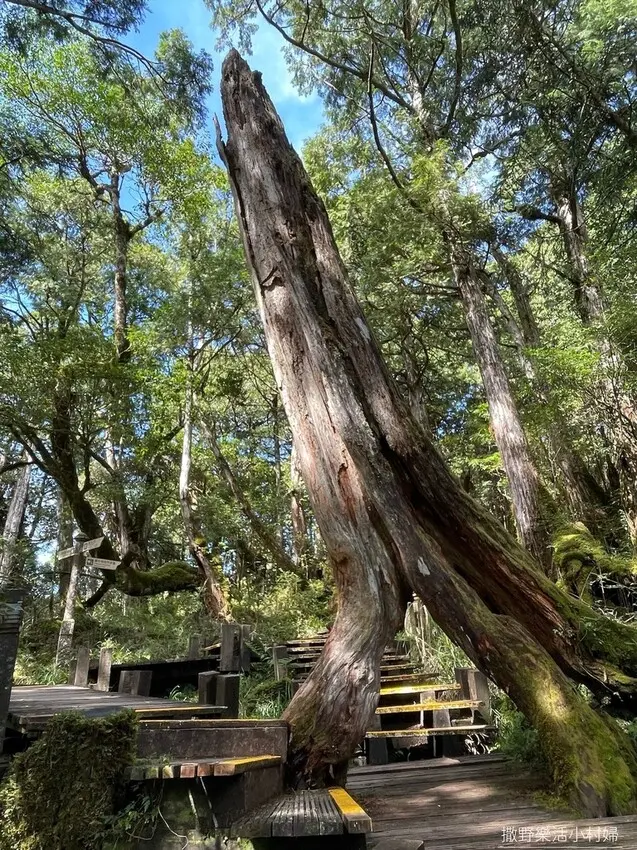  宜蘭人氣步道推薦：檜木原始林步道/ WalkerLand窩客島整理提供 未經許可不可轉載