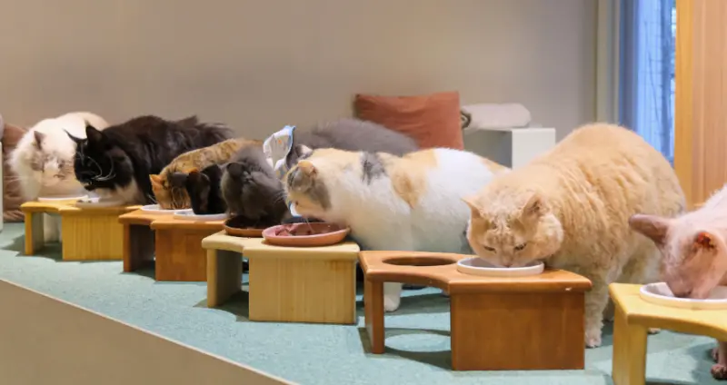 喝到飽、不限時就贏了！台北貓咖推薦「FUFUCatCafe」藏在西門町三樓，25款飲料無限續杯、整天耍廢擼貓剛好。