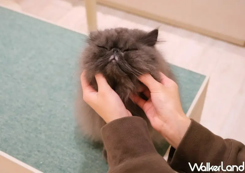 台北貓咖推薦 FUFUCatCafe / WalkerLand窩客島整理提供 未經許可不可轉載。
