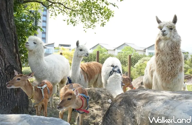 綠舞國際觀光飯店「擼らら Sweets森友會」住房專案