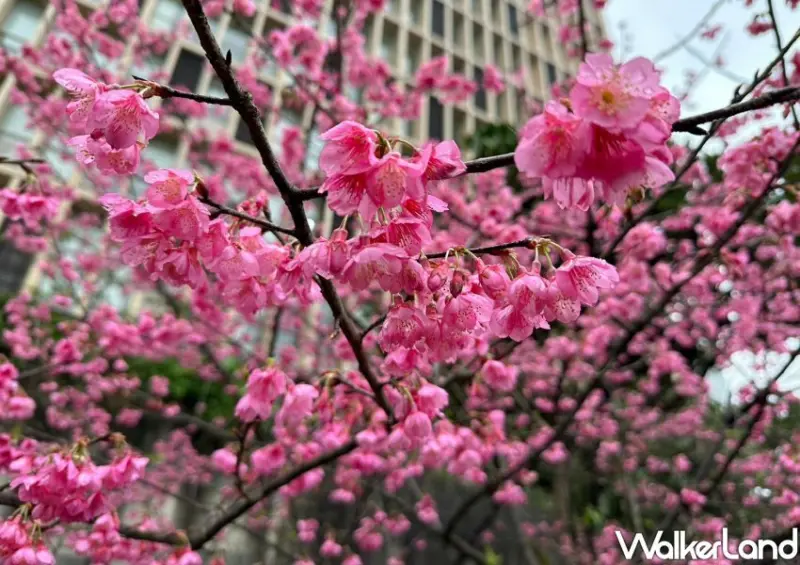 汐止康誥坑溪櫻花季/ WalkerLand窩客島整理提供 未經許可不可轉載。