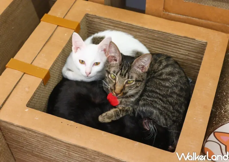 転運棧-貓中途咖啡廳  / WalkerLand窩客島整理提供 未經許可，不得轉載