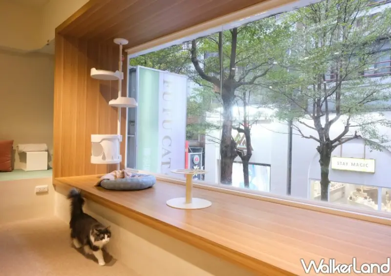 台北貓咖推薦 FUFUCatCafe / WalkerLand窩客島整理提供 未經許可不可轉載。