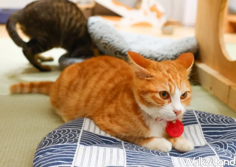 転運棧-貓中途咖啡廳  / WalkerLand窩客島整理提供 未經許可，不得轉載