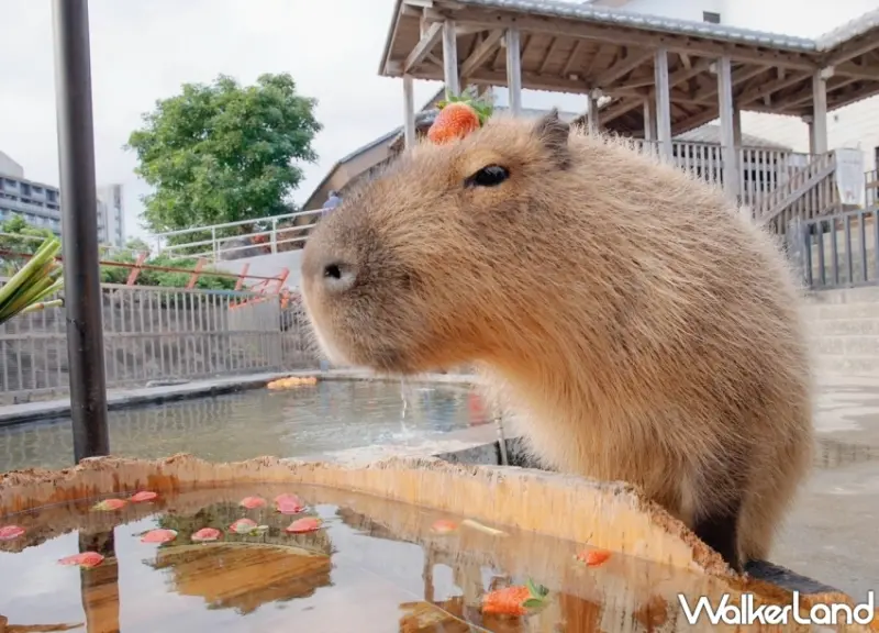 綠舞國際觀光飯店「擼らら Sweets森友會」住房專案