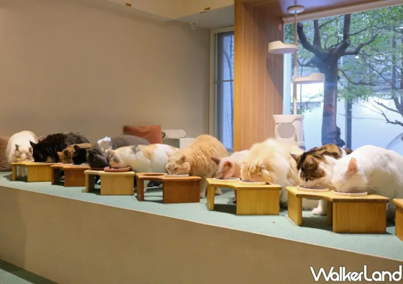台北貓咖推薦 FUFUCatCafe / WalkerLand窩客島整理提供 未經許可不可轉載。