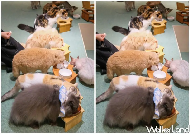 台北貓咖推薦 FUFUCatCafe / WalkerLand窩客島整理提供 未經許可不可轉載。