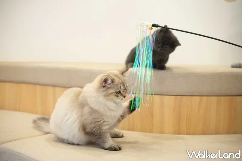 綠舞國際觀光飯店「擼らら Sweets森友會」住房專案