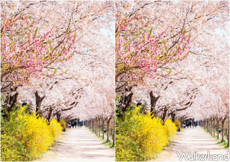 燦星旅遊 釜山賞櫻包機/ WalkerLand窩客島整理提供 未經許可不可轉載。