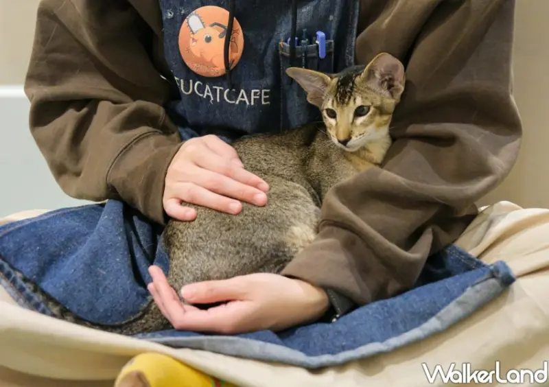 台北貓咖推薦 FUFUCatCafe / WalkerLand窩客島整理提供 未經許可不可轉載。