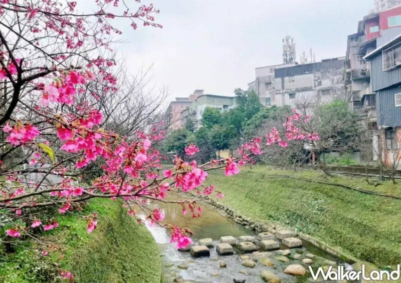 汐止康誥坑溪櫻花季/ WalkerLand窩客島整理提供 未經許可不可轉載。