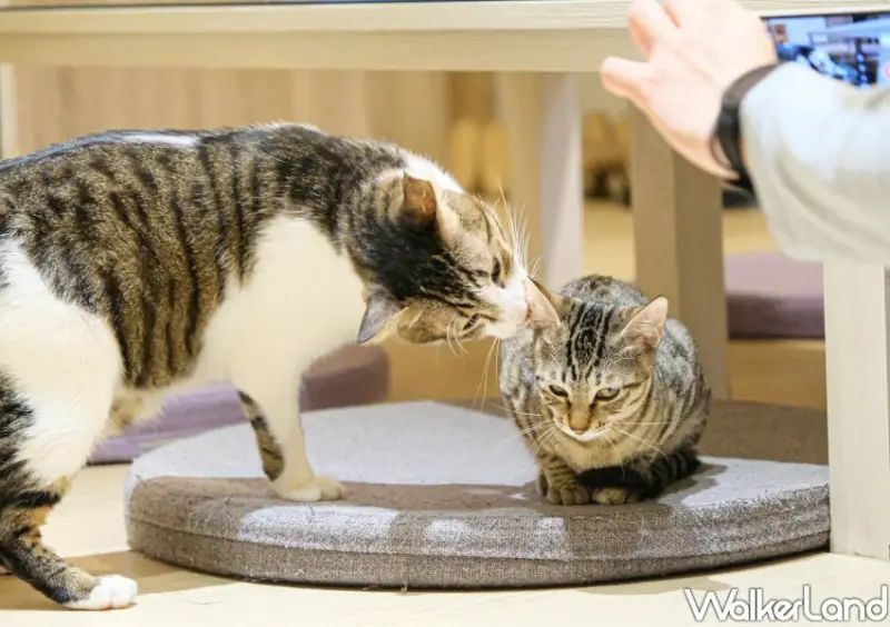 板橋貓咪咖啡廳「貓欸」/ WalkerLand窩客島整理提供 未經許可不可轉載。