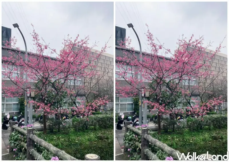 汐止康誥坑溪櫻花季/ WalkerLand窩客島整理提供 未經許可不可轉載。