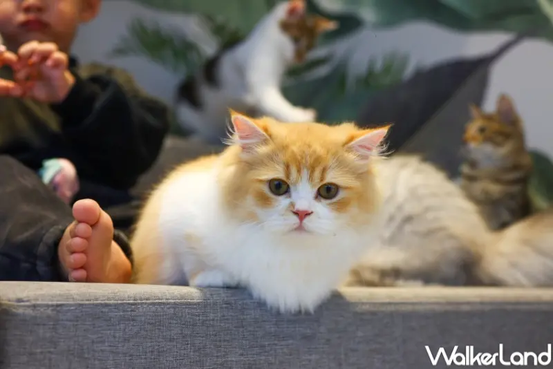 擼らら Sweets  / WalkerLand窩客島整理提供 未經許可，不得轉載