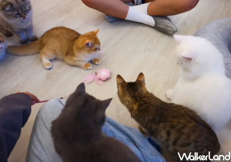 擼らら Sweets  / WalkerLand窩客島整理提供 未經許可，不得轉載