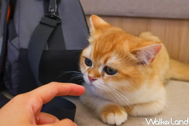 擼らら Sweets森友會  / WalkerLand窩客島整理提供 未經許可，不得轉載