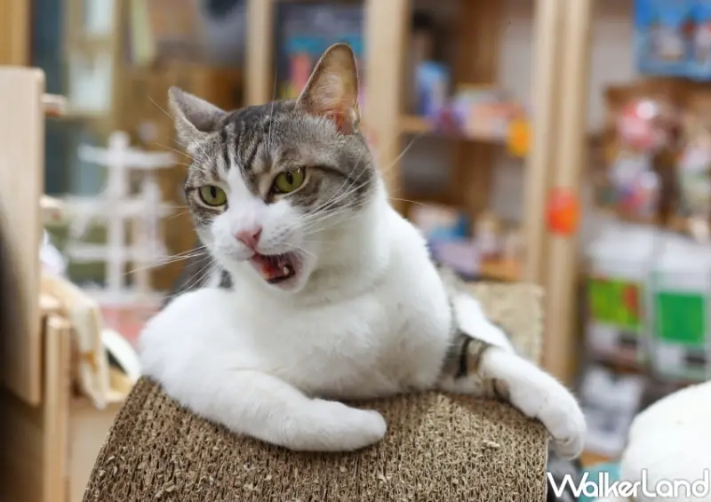 転運棧-貓中途咖啡廳  / WalkerLand窩客島整理提供 未經許可，不得轉載