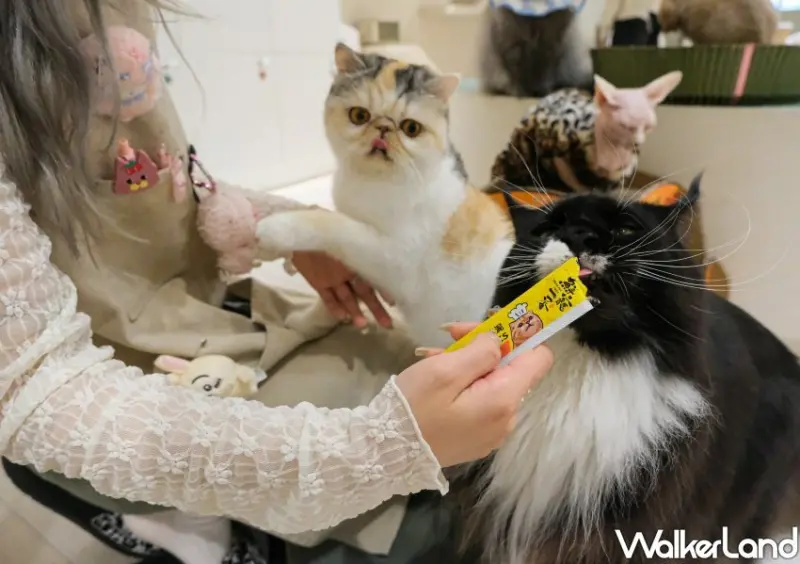 台北貓咖推薦 FUFUCatCafe / WalkerLand窩客島整理提供 未經許可不可轉載。