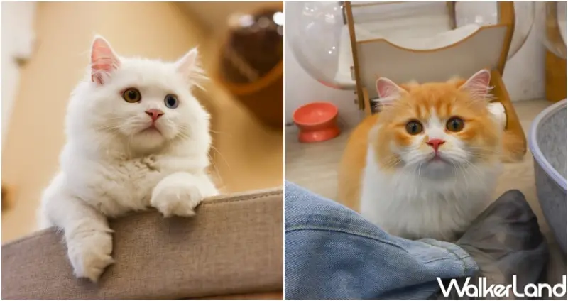 擼らら Sweets森友會  / WalkerLand窩客島整理提供 未經許可，不得轉載