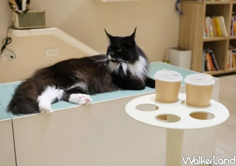 台北貓咖推薦 FUFUCatCafe / WalkerLand窩客島整理提供 未經許可不可轉載。