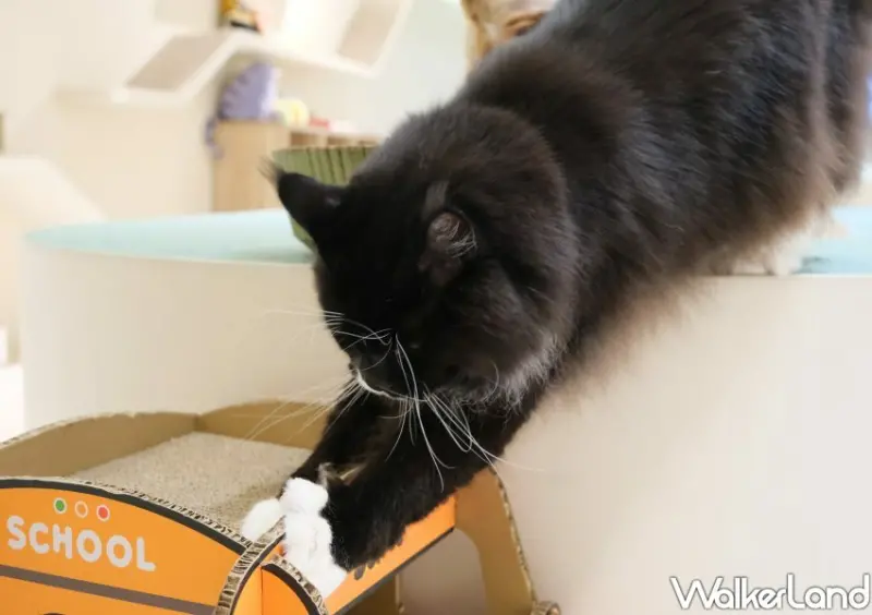 台北貓咖推薦 FUFUCatCafe / WalkerLand窩客島整理提供 未經許可不可轉載。
