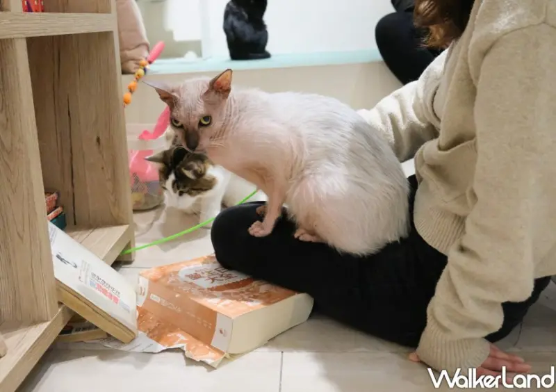 台北貓咖推薦 FUFUCatCafe / WalkerLand窩客島整理提供 未經許可不可轉載。