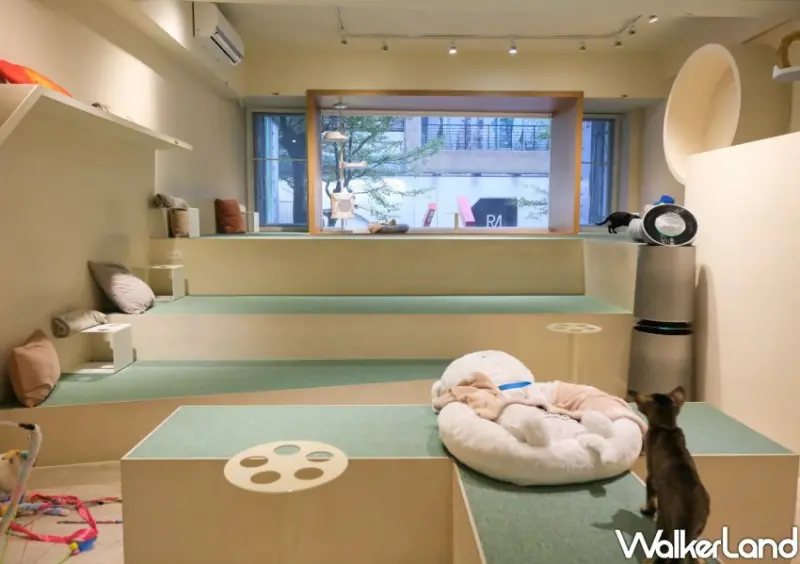 台北貓咖推薦 FUFUCatCafe / WalkerLand窩客島整理提供 未經許可不可轉載。