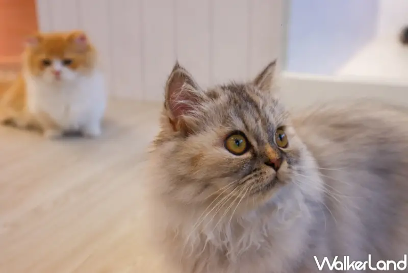 擼らら Sweets  / WalkerLand窩客島整理提供 未經許可，不得轉載