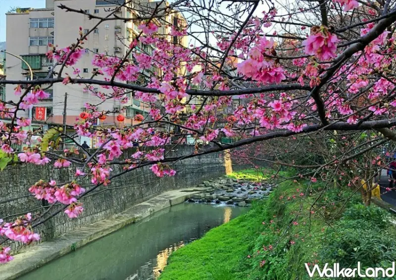 汐止康誥坑溪櫻花季/ WalkerLand窩客島整理提供 未經許可不可轉載。
