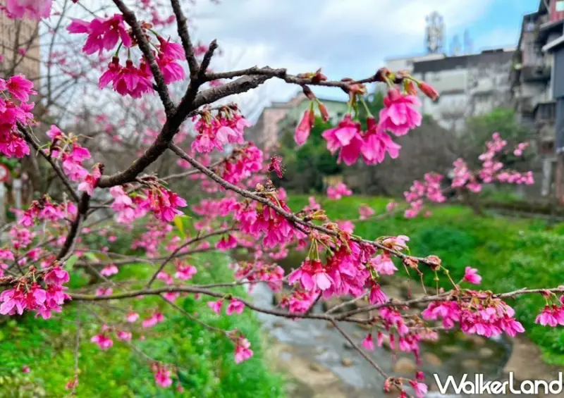 汐止康誥坑溪櫻花季/ WalkerLand窩客島整理提供 未經許可不可轉載。
