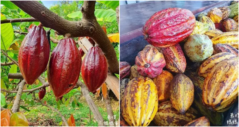 台灣巧克力推薦  / WalkerLand窩客島整理提供 未經許可，不得轉載