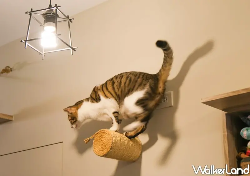 板橋貓咪咖啡廳「貓欸」/ WalkerLand窩客島整理提供 未經許可不可轉載。