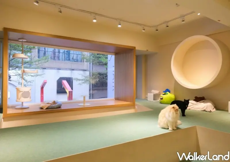 台北貓咖推薦 FUFUCatCafe / WalkerLand窩客島整理提供 未經許可不可轉載。