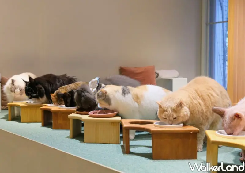 台北貓咖推薦 FUFUCatCafe / WalkerLand窩客島整理提供 未經許可不可轉載。