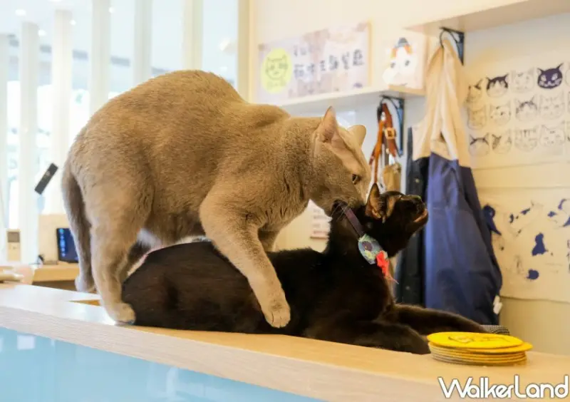 板橋貓咪咖啡廳「貓欸」/ WalkerLand窩客島整理提供 未經許可不可轉載。