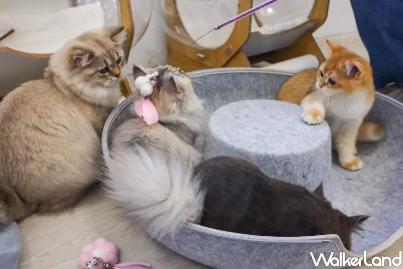 擼らら Sweets森友會  / WalkerLand窩客島整理提供 未經許可，不得轉載