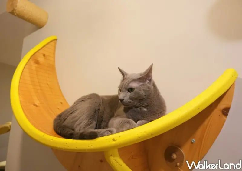 板橋貓咪咖啡廳「貓欸」/ WalkerLand窩客島整理提供 未經許可不可轉載。