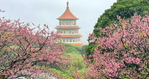現在衝賞櫻不怕擠！雙北人都在等「淡水天元宮櫻花季」粉嫩登場，最美賞花時間、夜櫻點燈、交通資訊一次看。