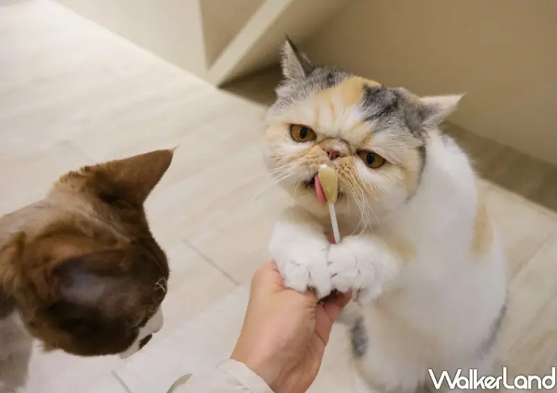 台北貓咖推薦 FUFUCatCafe / WalkerLand窩客島整理提供 未經許可不可轉載。