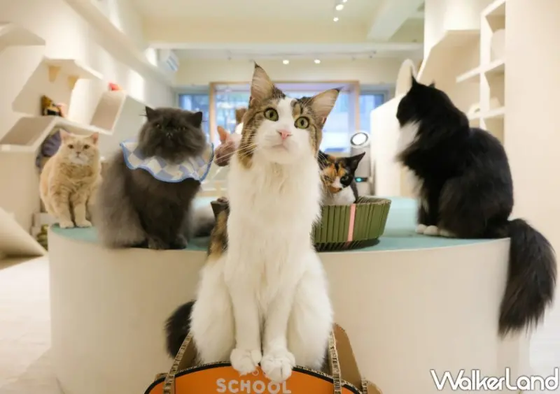 台北貓咖推薦 FUFUCatCafe / WalkerLand窩客島整理提供 未經許可不可轉載。