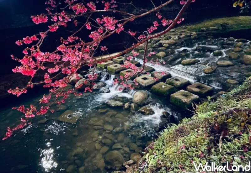 汐止康誥坑溪櫻花季/ WalkerLand窩客島整理提供 未經許可不可轉載。