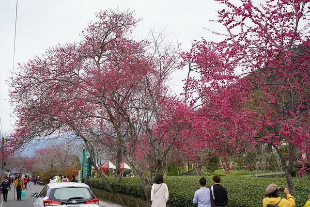  南投賞花必拍打卡點：草坪頭玉山觀光茶園/ WalkerLand窩客島整理提供 未經許可不可轉載
