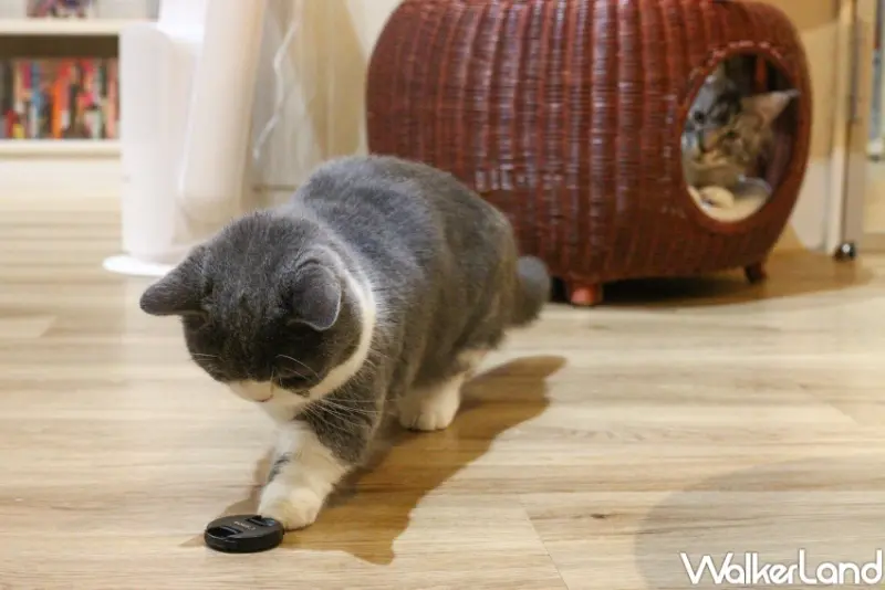 貓珈Nekocoffee  / WalkerLand窩客島整理提供 未經許可，不得轉載