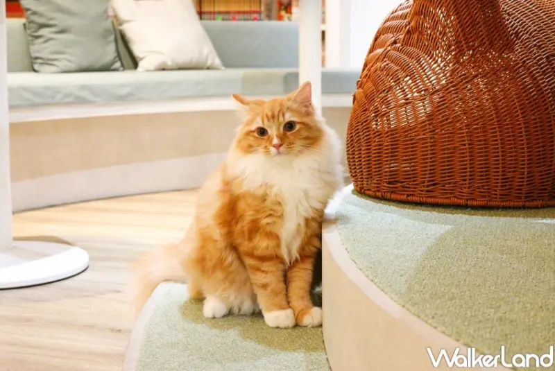 貓珈Nekocoffee  / WalkerLand窩客島整理提供 未經許可，不得轉載