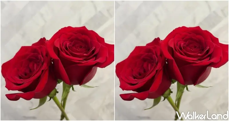 統一集團「進口空運玫瑰」販售通路  / WalkerLand窩客島整理提供 未經許可，不得轉載