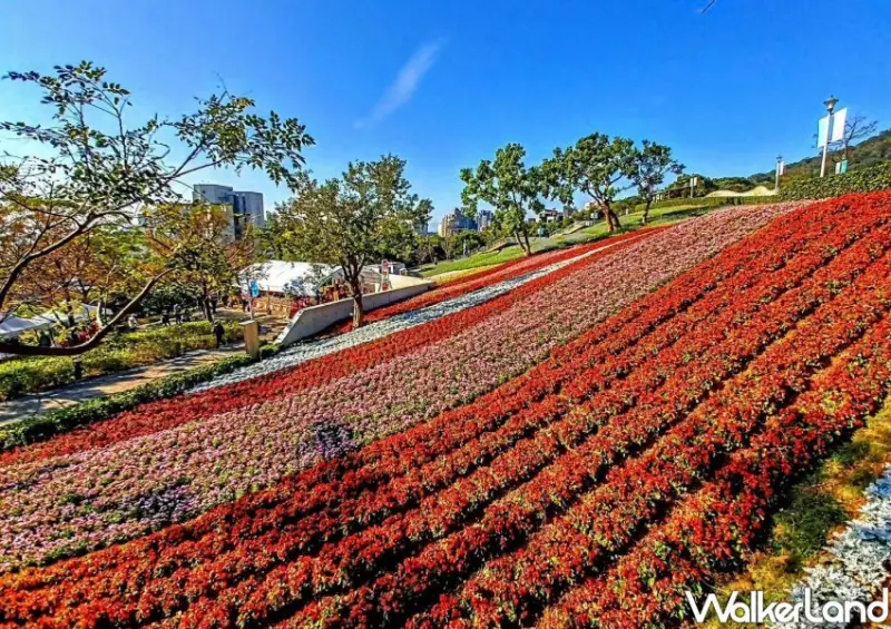 北投三層崎花海 / WalkerLand窩客島整理提供 未經許可不可轉載