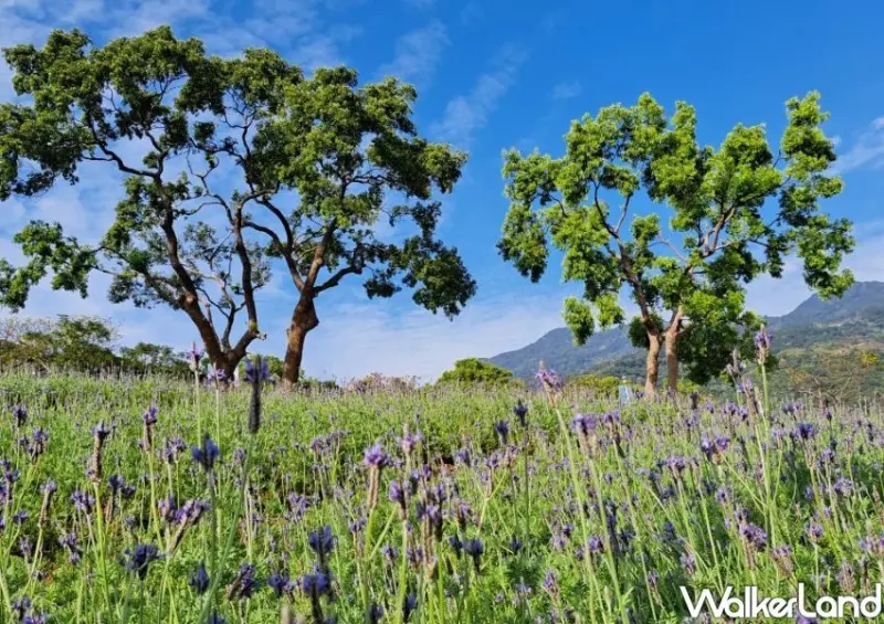 北投三層崎花海 / WalkerLand窩客島整理提供 未經許可不可轉載