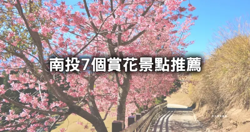 賞櫻花秘境快跟上！限時搶拍「南投7個賞花點」攻略先收，隱藏版「夢幻雪白森林、粉紫花海」IG打卡不能少。