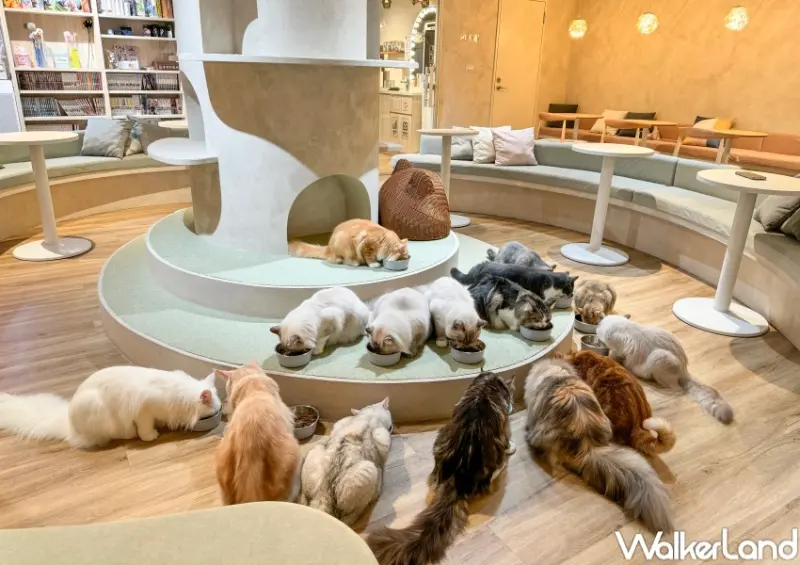 貓珈Nekocoffee  / WalkerLand窩客島整理提供 未經許可，不得轉載